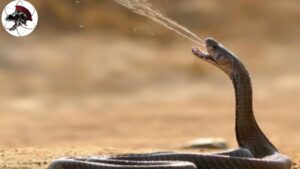 cobra cuspideira de mocambique