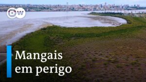 florestas em mocambique