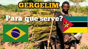 gergelim em mocambique