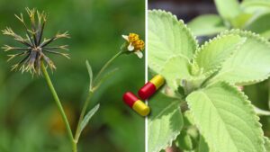 lista de plantas medicinais em mocambique