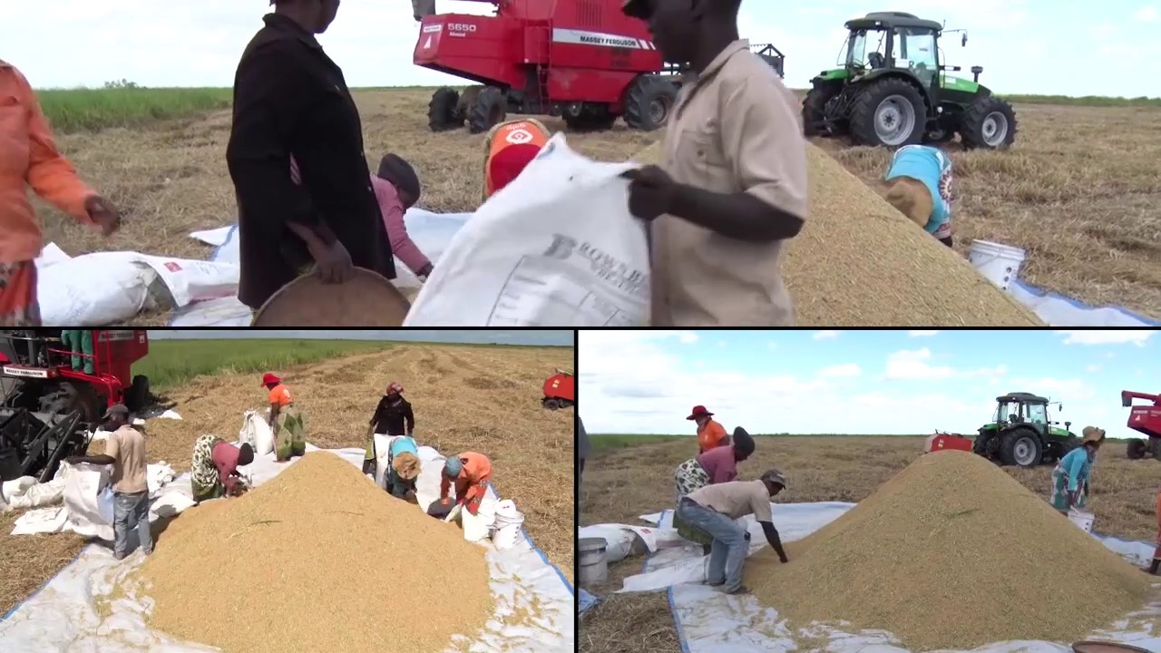 producao de arroz em mocambique
