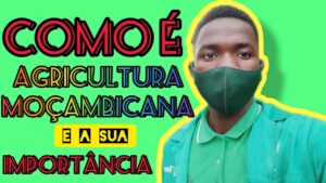 A importância da agricultura em Moçambique: tudo que você precisa saber 4 importancia da agricultura em mocambique