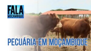 pecuaria em mocambique