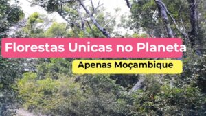 principais especies de arvores nativas em mocambique