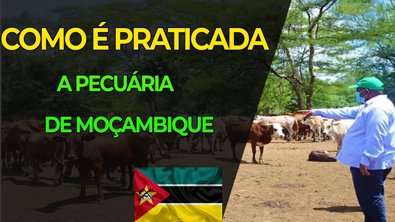 Tipos de Pecuária em Moçambique: Guia Completo 1 tipos de pecuaria em mocambique